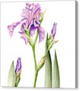 Magenta Iris Canvas Print