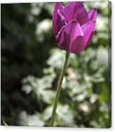 Magenta Tulip Canvas Print