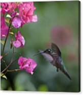 Magnificent Hummingbird Female Feeding Canvas Print