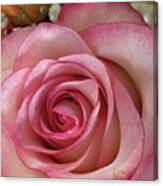 Magnificent Rose Canvas Print