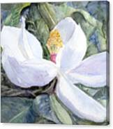 Magnolia Blossom Canvas Print