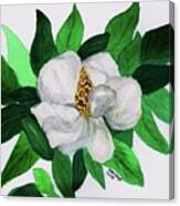 Magnolia I Canvas Print