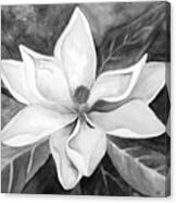 Magnolia In Black And White Canvas Print