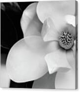 Magnolia In Black And White Canvas Print