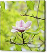 Magnolia Purple Platter Flower Canvas Print