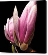 Magnolia Tulip Tree Blossom Canvas Print