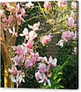 Magnolias And Sunshine Canvas Print
