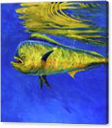 Mahi Mahi Fish Canvas Print