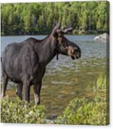 Maine Moose At Sandy Stream Pond Canvas Print