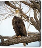 Majestic American Bald Eagle Standing On A Tree Branch Looking At You Canvas Print
