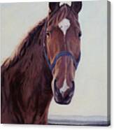 Majestic Roger- Chestnut Horse Canvas Print
