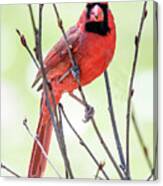 Male Cardinal Perched On Budding Stem Canvas Print
