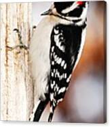 Male Downy Woodpecker 3 Canvas Print