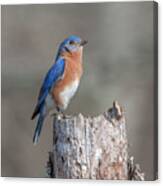 Male Eastern Bluebird Singing Dsb0287 Canvas Print