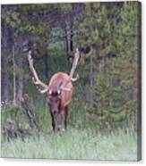 Bull Elk Rmnp Co #2 Canvas Print