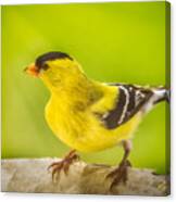 Male Goldfinch Canvas Print