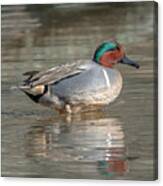 Male Green-winged Teal Dwf0171 Canvas Print