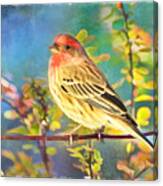 Male Housefinch With Colorful Leaves - Digital Paint 1 Canvas Print