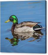 Male Mallard Duck In Water Canvas Print