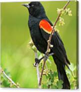 Male Red-winged Blackbird Canvas Print