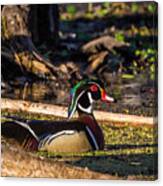 Male Wood Duck Canvas Print