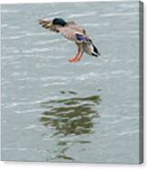 Mallard Drake Coming In For A Landing On The Ohio Canvas Print