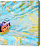Mallard Duck , Autumn Stream Reflections Canvas Print