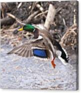 Mallard Flight Canvas Print