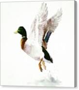Mallard Flying Away Watercolor Canvas Print