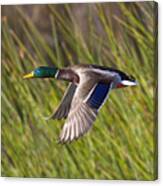 Mallard In Flight Canvas Print