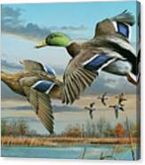 Mallards In Flight Canvas Print