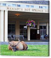 Mammoth Hot Springs Hotel Entrance Sleeping Elk In Yellowstone National Park Wyoming Canvas Print