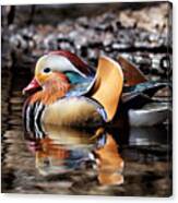 Mandarin Duck 3 Canvas Print