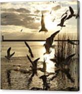 Mandeville Lakefront Seagulls Canvas Print