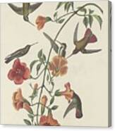 Mangrove Hummingbird Canvas Print