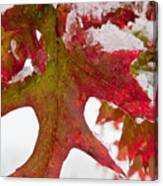 Maple Leaf And Snow 7467 Canvas Print