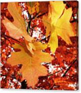 Maple Leaf Bower Canvas Print