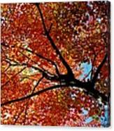 Maple Tree In Autumn Glow Canvas Print