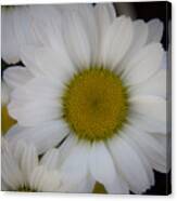 Marguerite Daisies Canvas Print