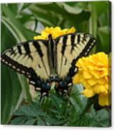Marigold And Butterfly Canvas Print