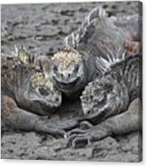 Marine Iguana Rendevous Canvas Print