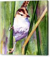 Silver Creek Marsh Wren Canvas Print