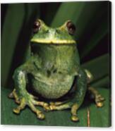 Marsupial Frog Gastrotheca Orophylax Canvas Print