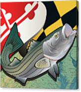 Maryland Rockfish Canvas Print