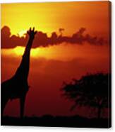 Masai Giraffe Giraffa Camelopardalis Canvas Print