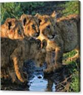 Masai Mara Lion Cubs Canvas Print
