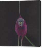 Masdevallia Infracta Orchid Canvas Print