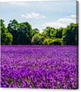 Mayfield Lavender Canvas Print