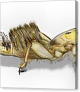 Mayfly Larva Nymph Ephemera Danica - Moscas De Mayo - Majflue - Canvas Print