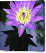 Beautiful Reflection Of Waterlily In A Pond. Canvas Print